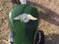 Buell Parasidecleanmachine  garagebarsbike