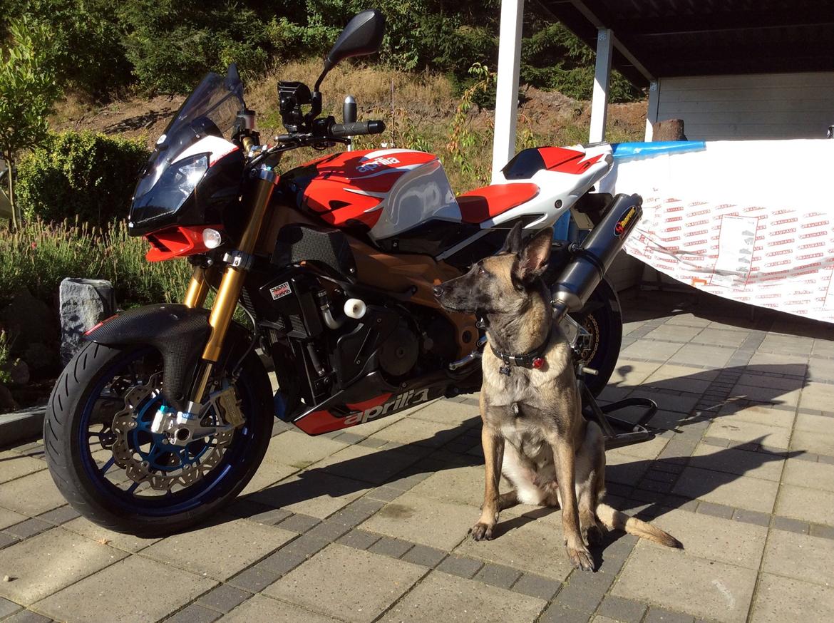 Aprilia RSV Tuono Factory - Malinois protection system "Marlie" billede 2