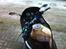 Kawasaki ZX10