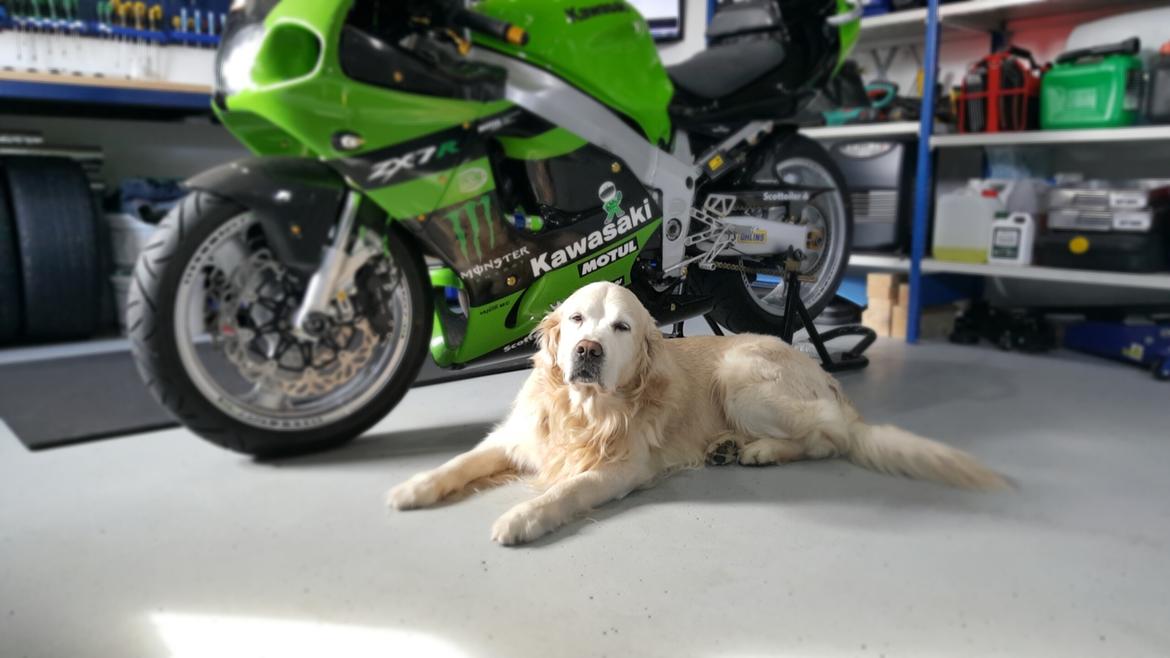 Kawasaki ZX7R (SOLGT) - Mit et og ALT,,, nej ikke cyklen Bamse :) billede 15