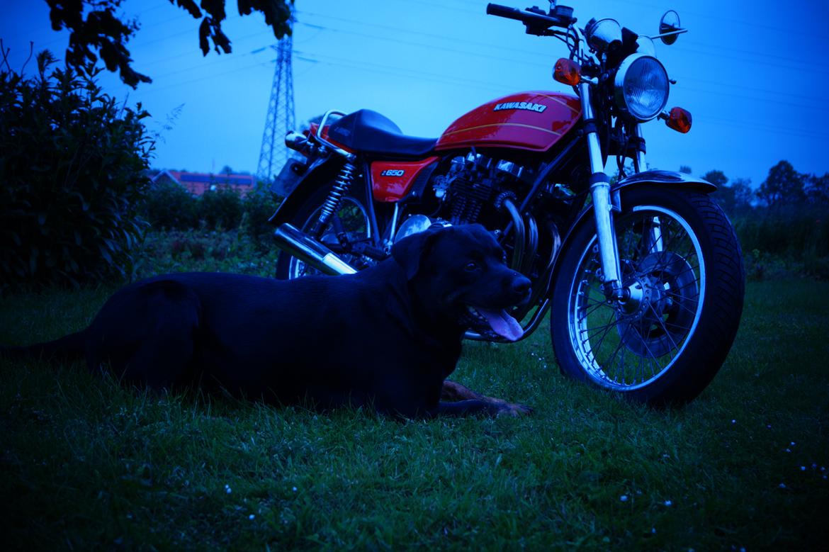 Kawasaki Z 650  billede 2