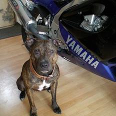 Yamaha YZF 1000 Thunderace