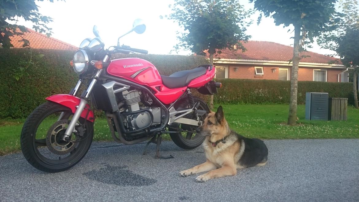 Kawasaki ER-5 (Solgt)  billede 11