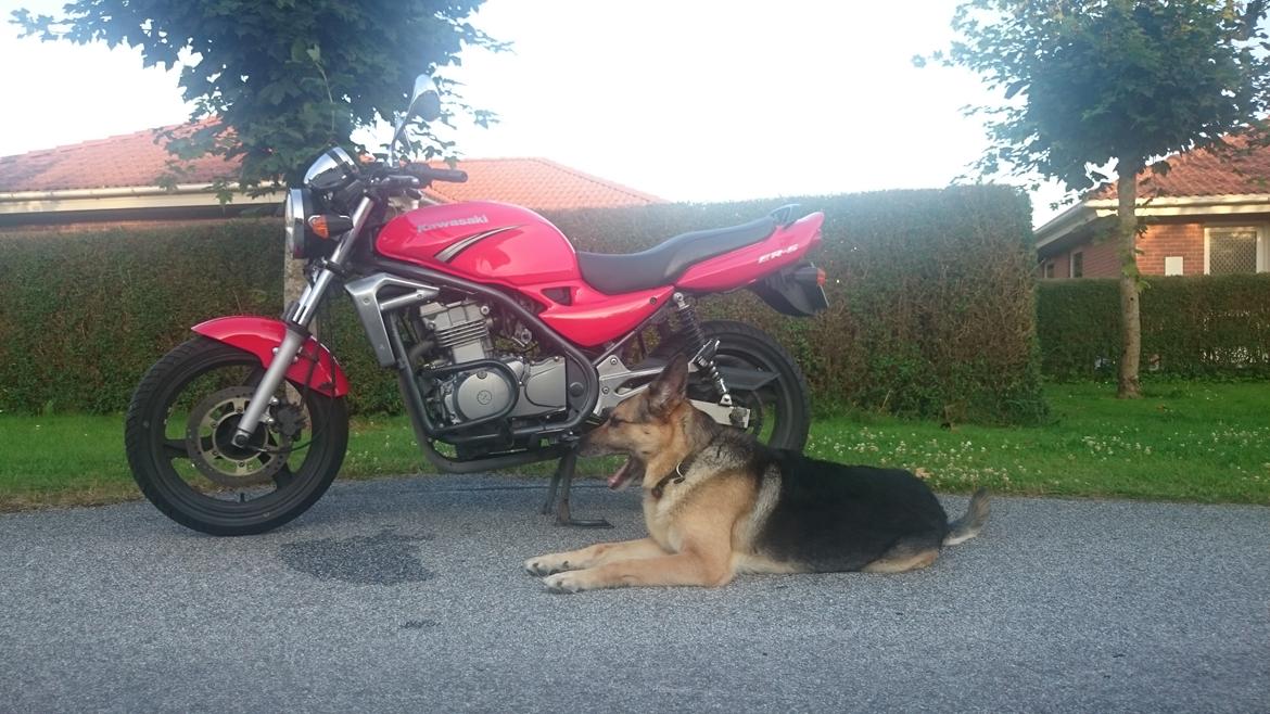 Kawasaki ER-5 (Solgt)  billede 14