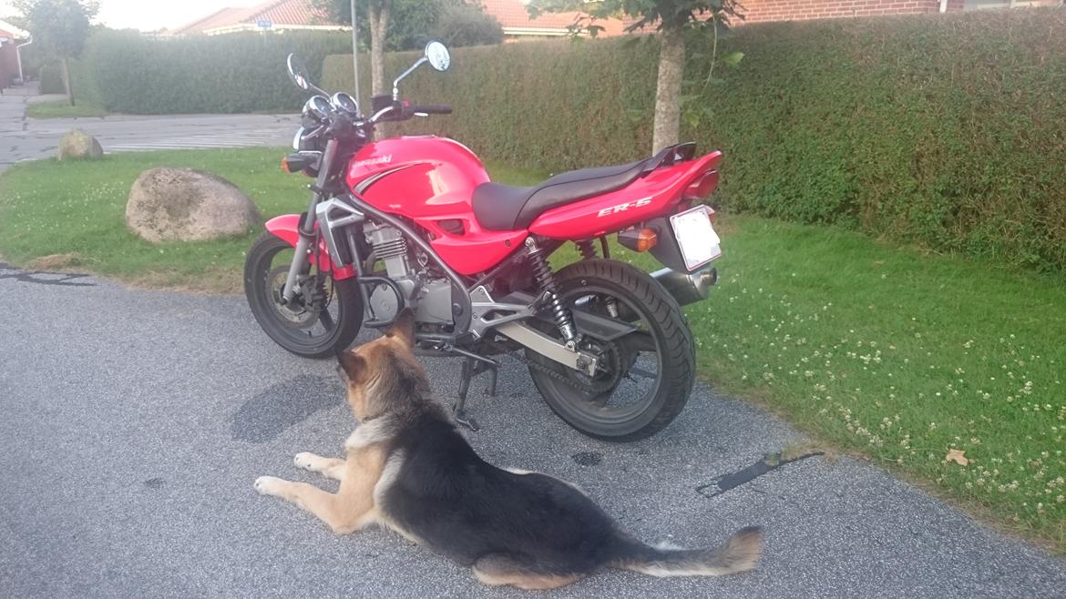 Kawasaki ER-5 (Solgt)  billede 19