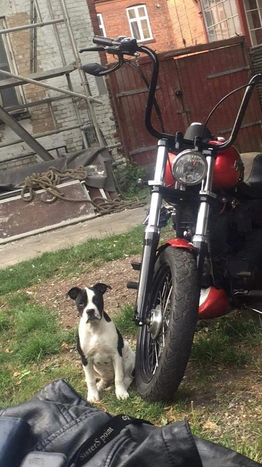 Harley Davidson FXDB Dyna Streetbob billede 8