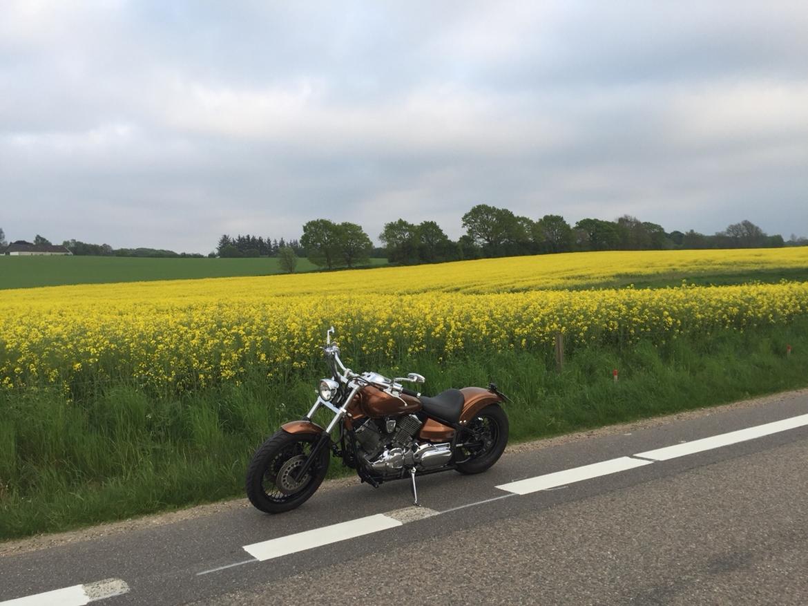 Yamaha Dragstar xvs 1100 custom billede 18