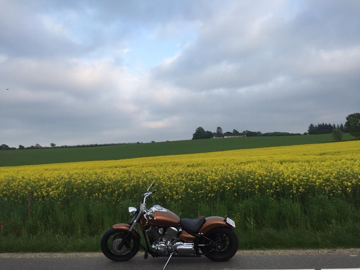 Yamaha Dragstar xvs 1100 custom billede 19