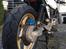 BMW K100RS Cafe-Racer