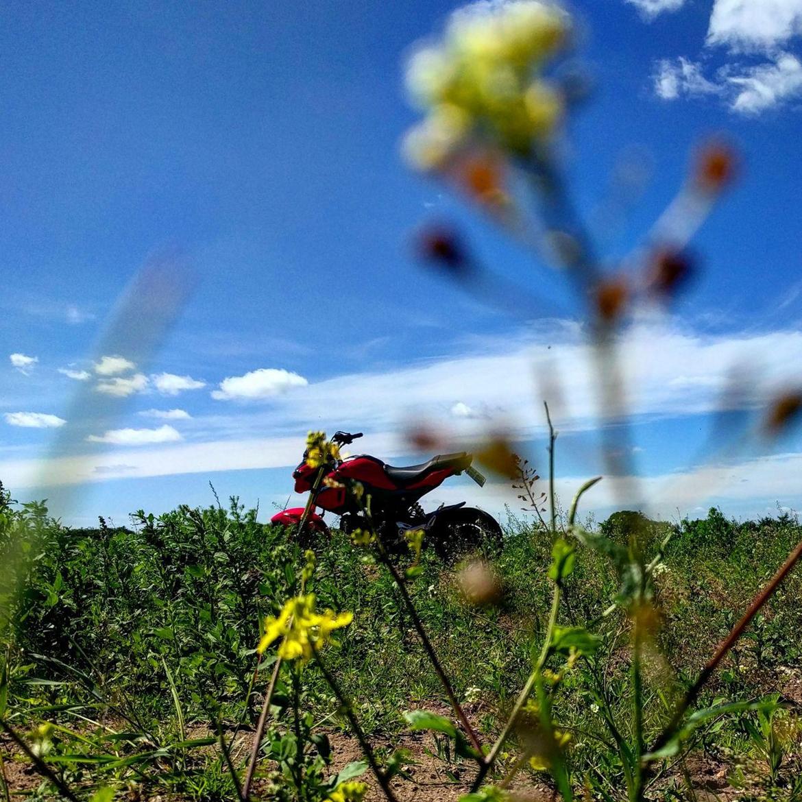 Honda msx125 billede 1