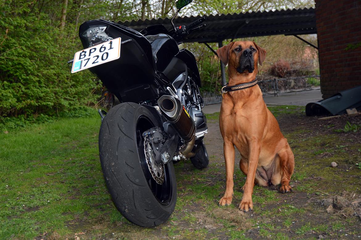 Kawasaki Z 900 billede 10