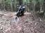 Honda MSX 125 aka GROM Solgt!