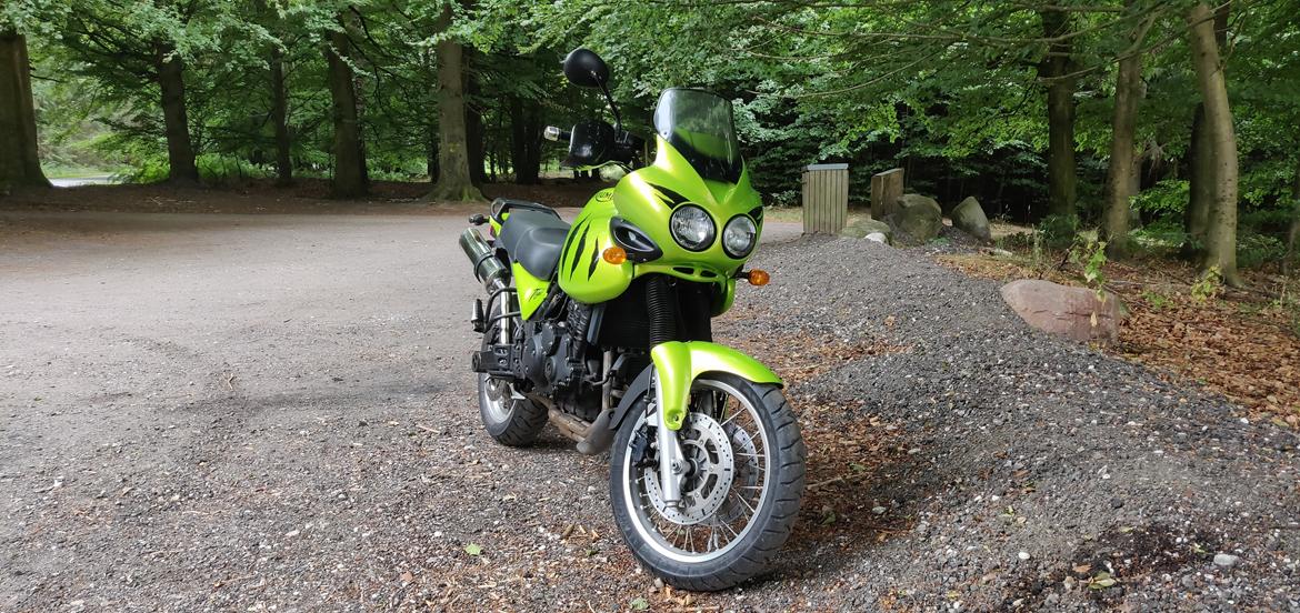 Triumph Tiger 955i billede 1