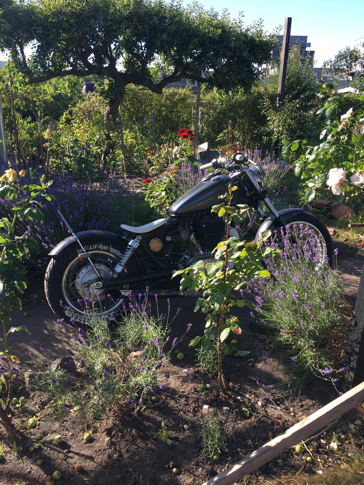 Suzuki LS650 Savage billede 19