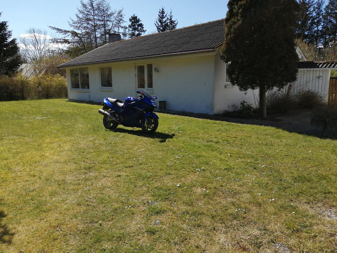 Honda CBR 1100 super XX black bird billede 21