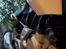 BMW G310R AKA Pinocchio -DØD-