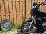 Harley Davidson Softail Standard