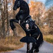 Suzuki DL1000 AL9 2020 DL 1000 Udseende fra Forhandler