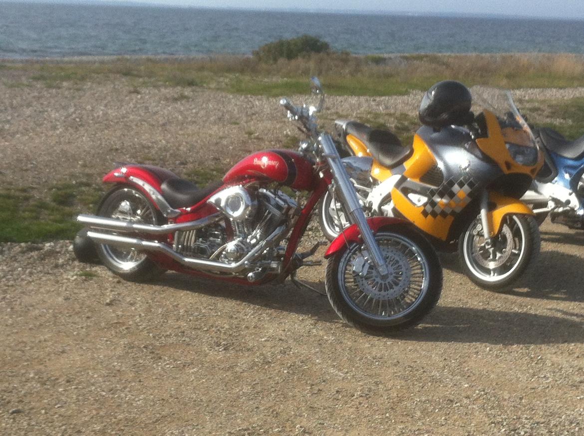 Lauge Jensen Great Dane billede 17