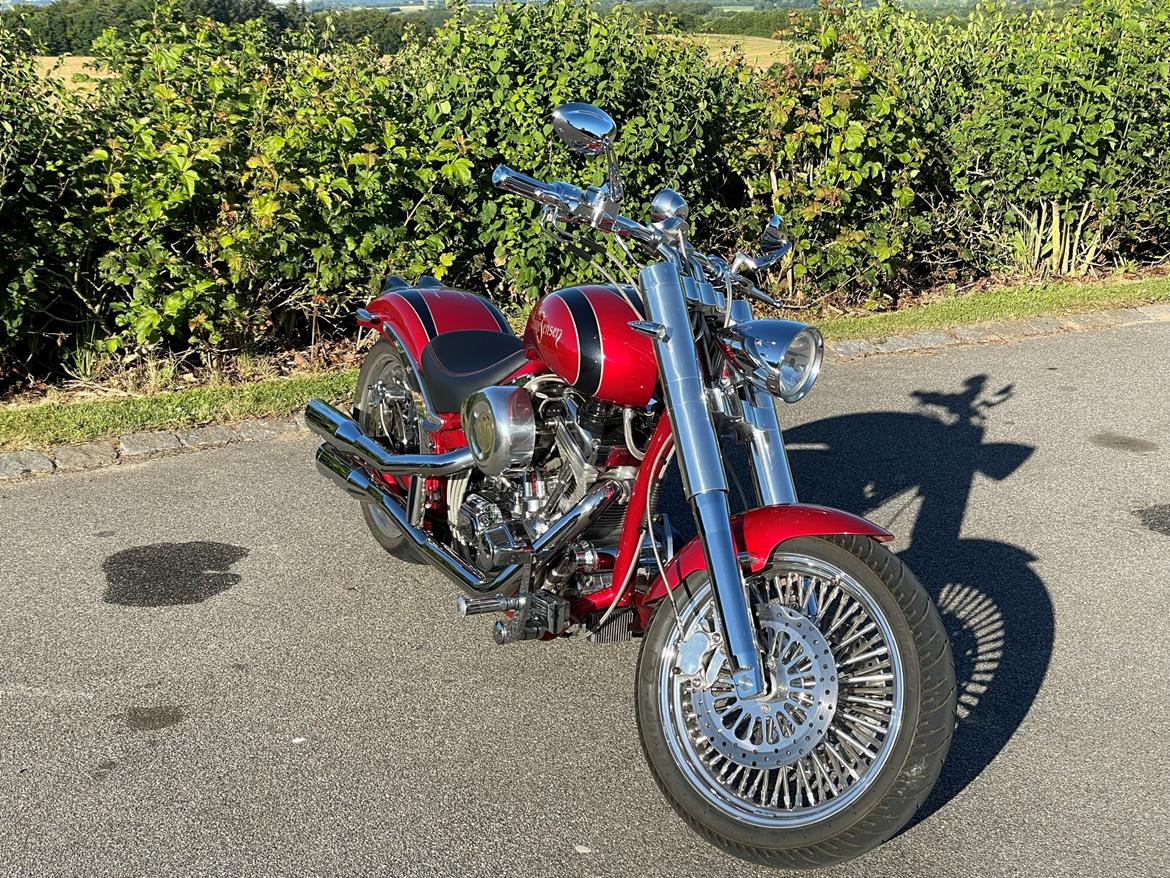 Lauge Jensen Great Dane billede 21