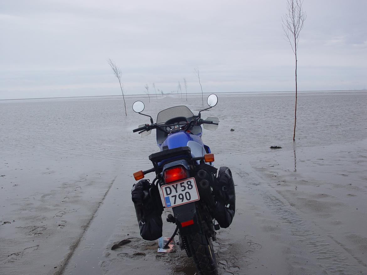 Honda XL600V Transalp billede 5