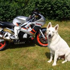 Yamaha yzf r6