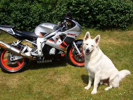 Yamaha yzf r6 billede 3