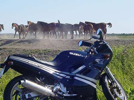 Suzuki GSX-R  *solgt* - Ca lige mange heste;) billede 16