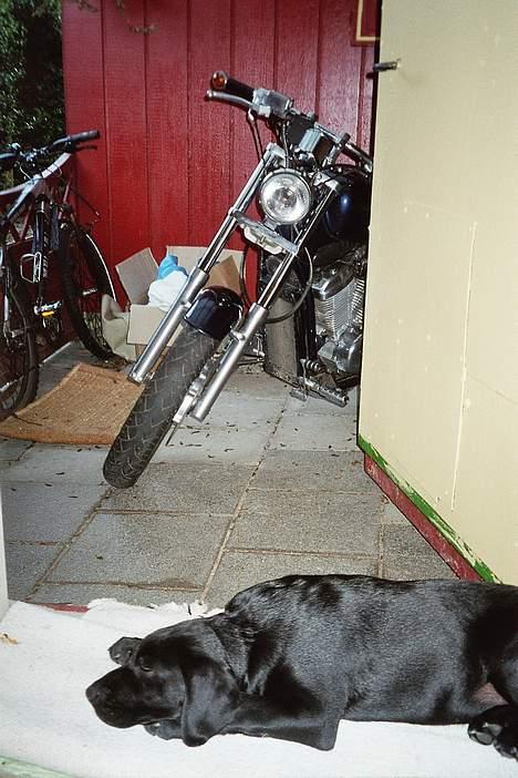 Honda vt 600 c shadow  - en lille vagt hund til at passe på møgsvinet er jo altid godt...  billede 15