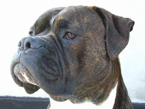 Suzuki gsxr 600 "SOLGT" - Alletiders mc alarm  billede 11