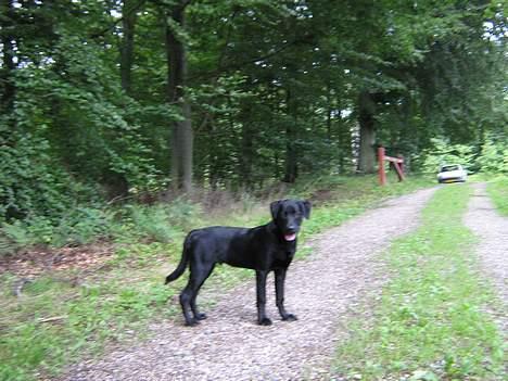 Honda boldore billede 11