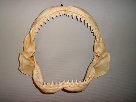 Honda cbr 929 rr fireblade - tandsæt fra min gamle svigermor. :) billede 18