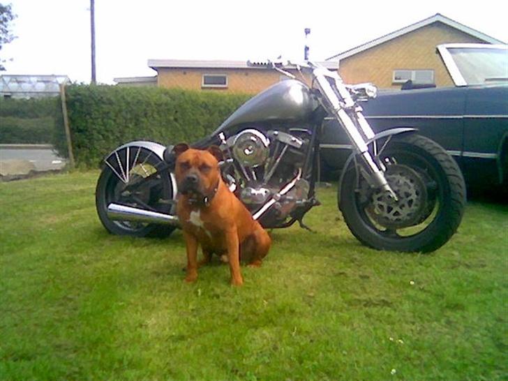 Harley Davidson hardtail 1200  - her sammen med min spy ball :-) billede 8