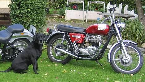 Triumph Bonneville billede 5