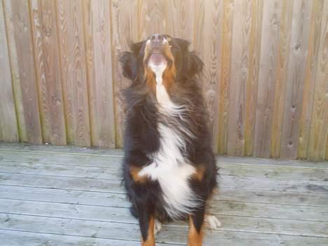 Suzuki TL 1000 R  SOLGT - Verdens dyreste mc alarm billede 13