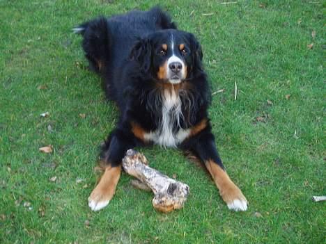 Suzuki TL 1000 R  SOLGT - Verdens dyreste mc alarm..... med resten af sidste tyveknægt   :0) billede 14