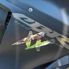 Honda CBR 1100 XX blackbird