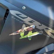 Honda CBR 1100 XX blackbird