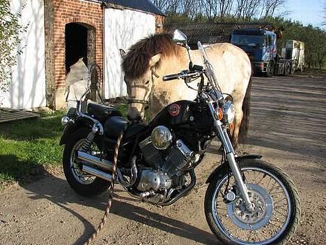 Yamaha Virago xv 535 - 46+1 hk. Model Isbuk har også 5 gear, 4 stålradialdæk(sko) og går 1km på 100g havre. billede 9
