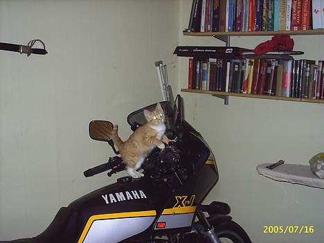 Honda CBR 600 F2  billede 12