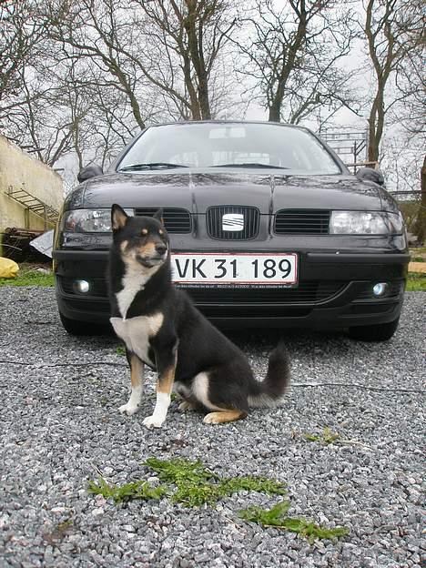 Suzuki sv (solgt) - supermodel-hunden Kailo poserer billede 14