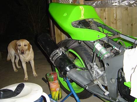 Kawasaki ZX6R Baneracer *solgt* billede 7