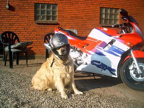 Honda CBR 600F - min lille hund billede 9