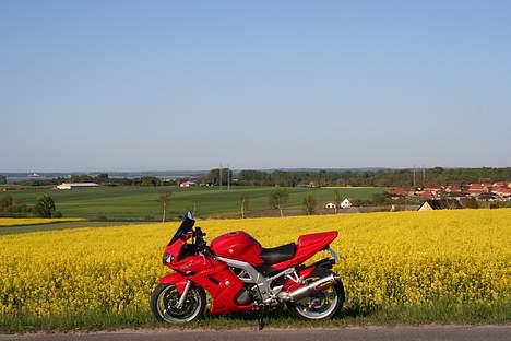 Suzuki  Sv 1000 Solgt billede 7