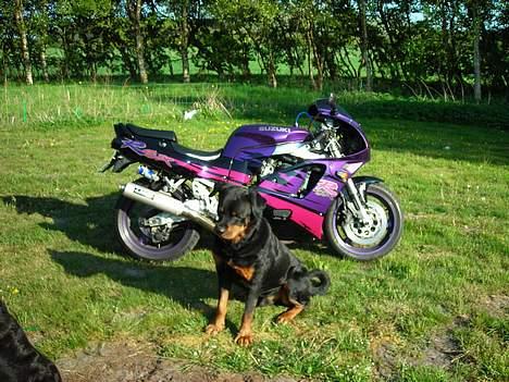 Suzuki GSX750R billede 7