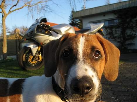 Kawasaki ZX-6 R 636 -SOLGT- - Who are You looking at? billede 12