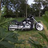 Harley Davidson Night Rod