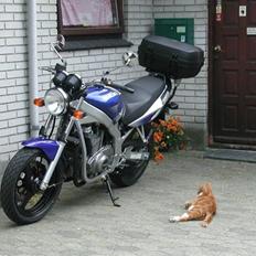 Suzuki GS 500E K3