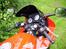 Honda CBR 600 F2 pc25 - Instrumenteringen