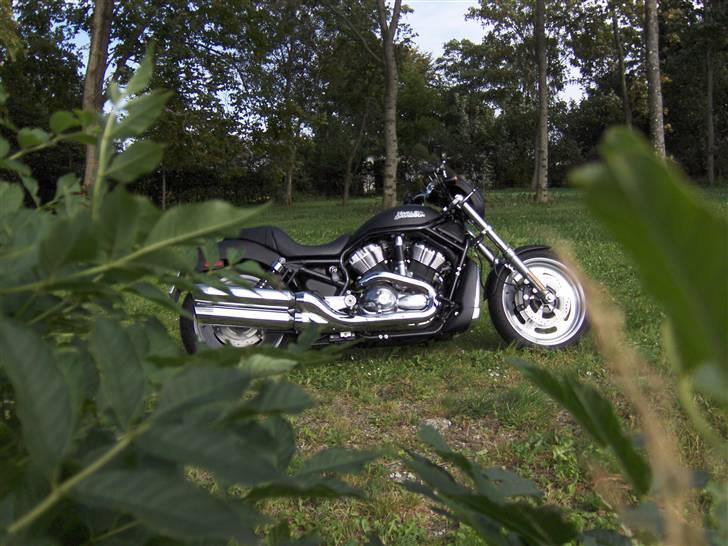 Harley Davidson Night Rod - Mors rotte i det grønne... billede 1